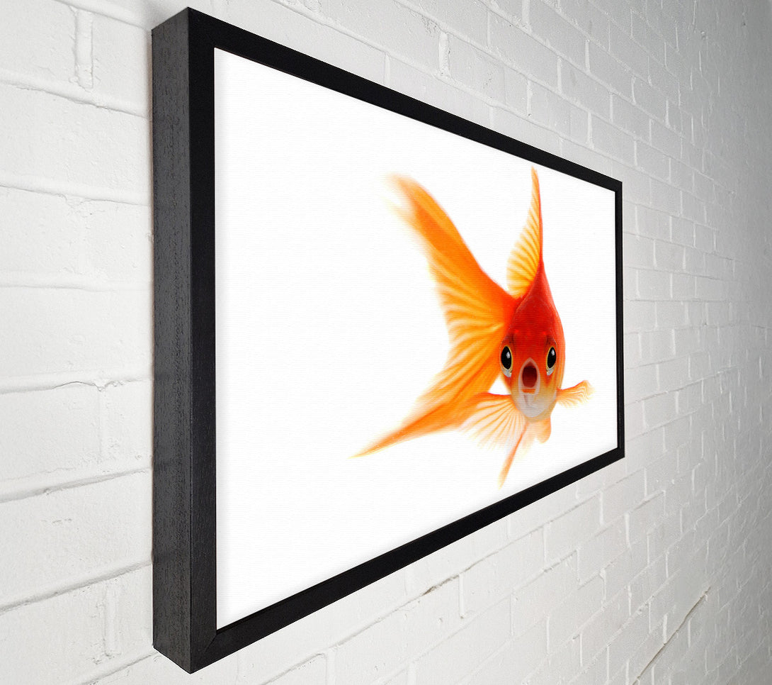  A Canvas Print of Shocked Goldfish Canvas Art