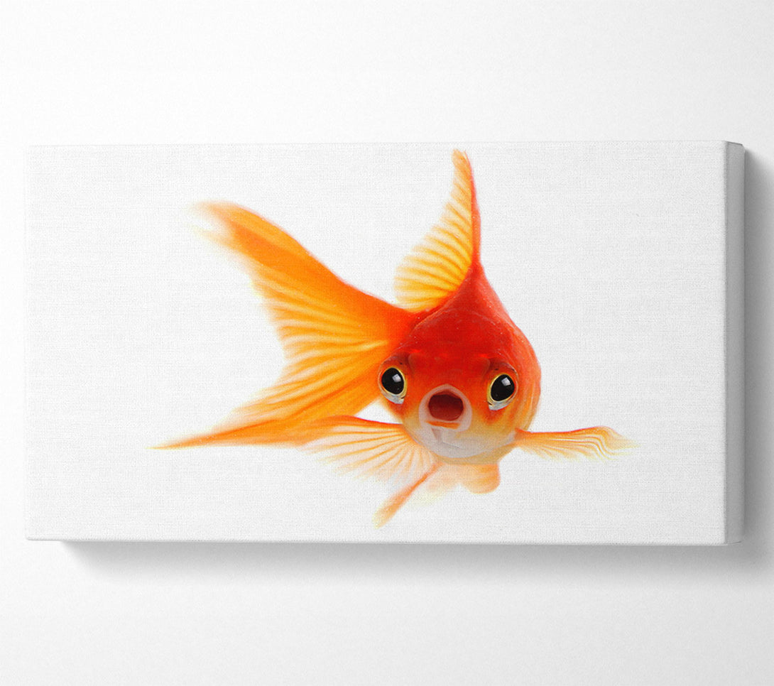  A Canvas Print of Shocked Goldfish Canvas Art