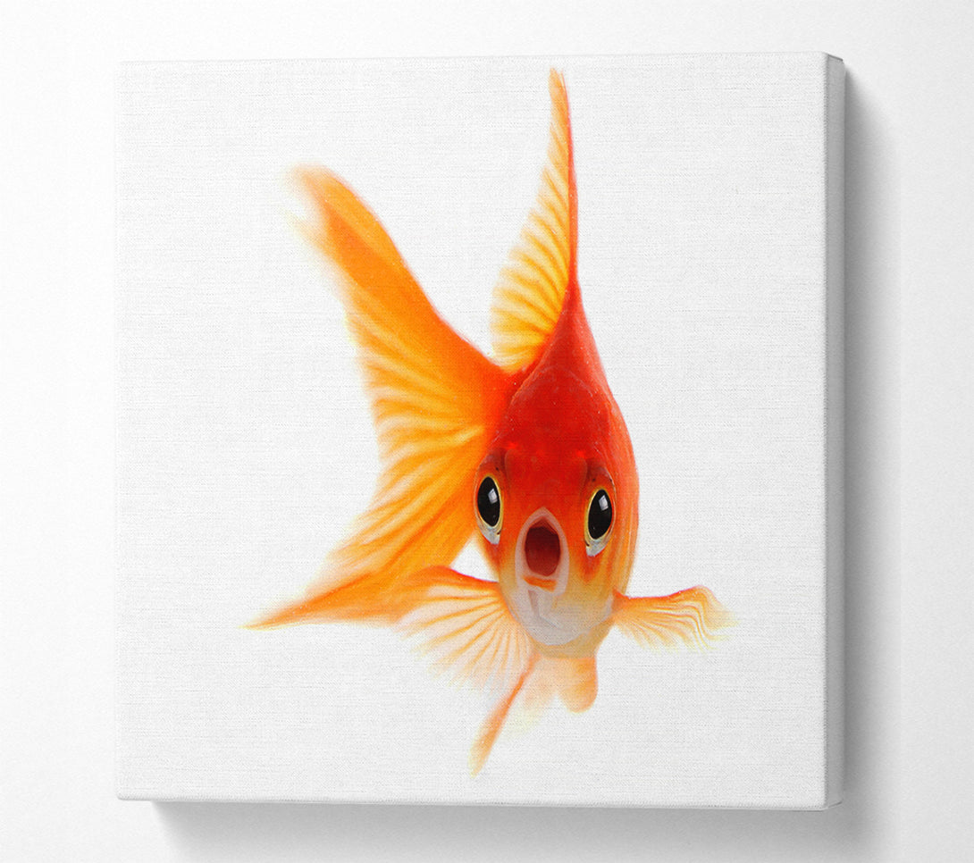  A Canvas Print of Shocked Goldfish Canvas Art
