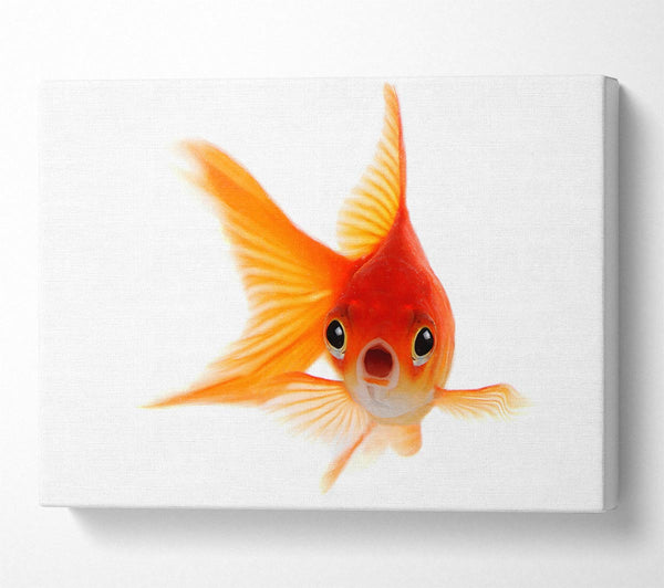  A Canvas Print of Shocked Goldfish Canvas Art