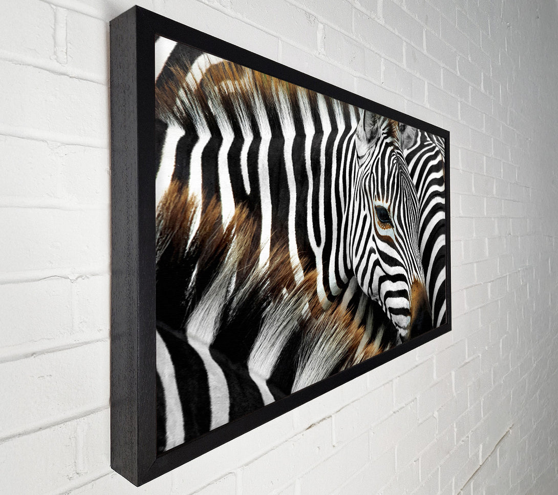  A Canvas Print of Zebra Huddle Canvas Print