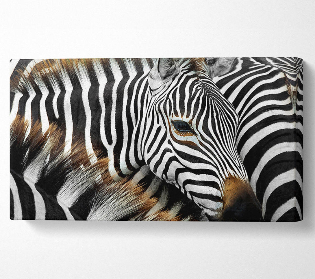  A Canvas Print of Zebra Huddle Canvas Print
