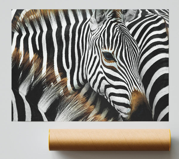 Zebra Huddle Giclee Print