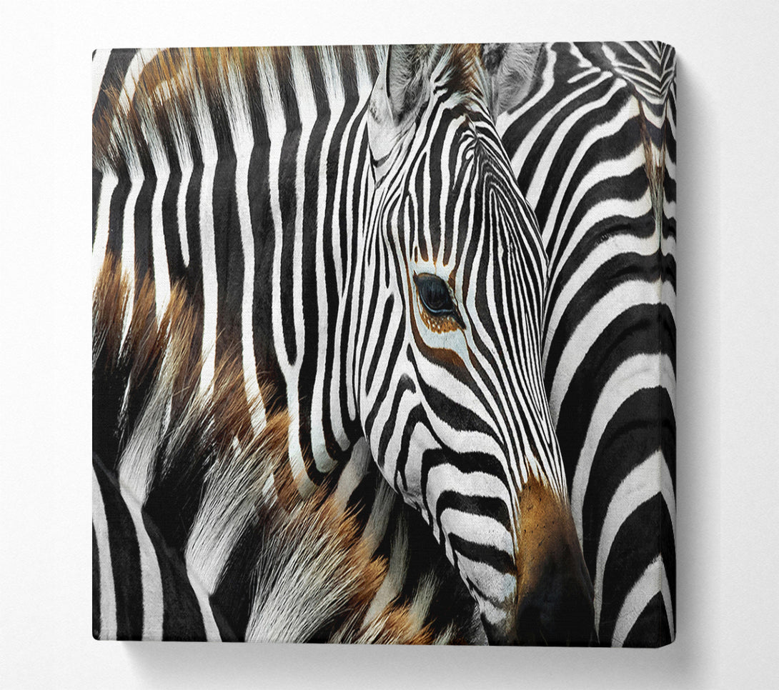  A Canvas Print of Zebra Huddle Canvas Print