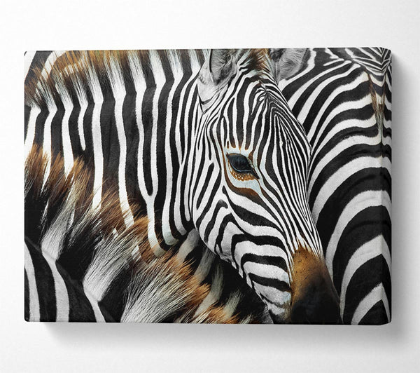  A Canvas Print of Zebra Huddle Canvas Print