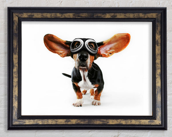 Basset Hound Flight Framed Print