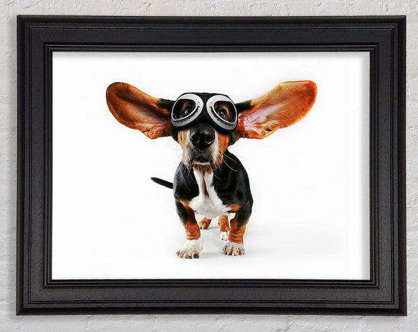 Basset Hound Flight Framed Print