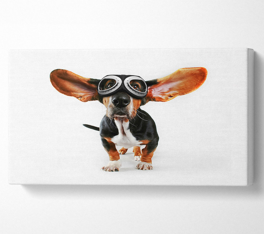  A Canvas Print of Basset Hound Flight Canvas Art