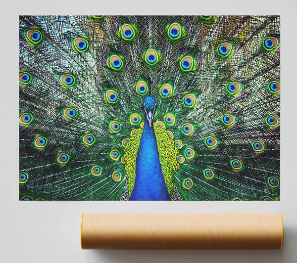 Peacock Plume Poster