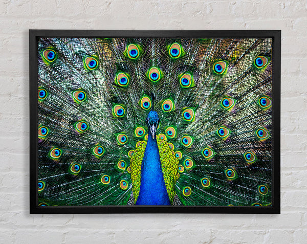 Peacock Plume Framed Print