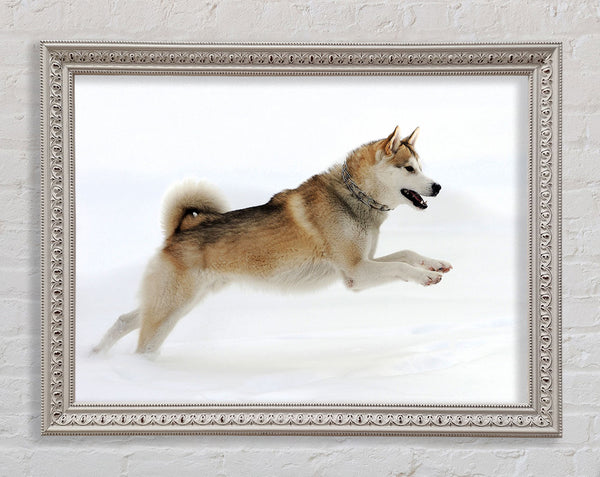 Husky Dog Snow Play Framed Print