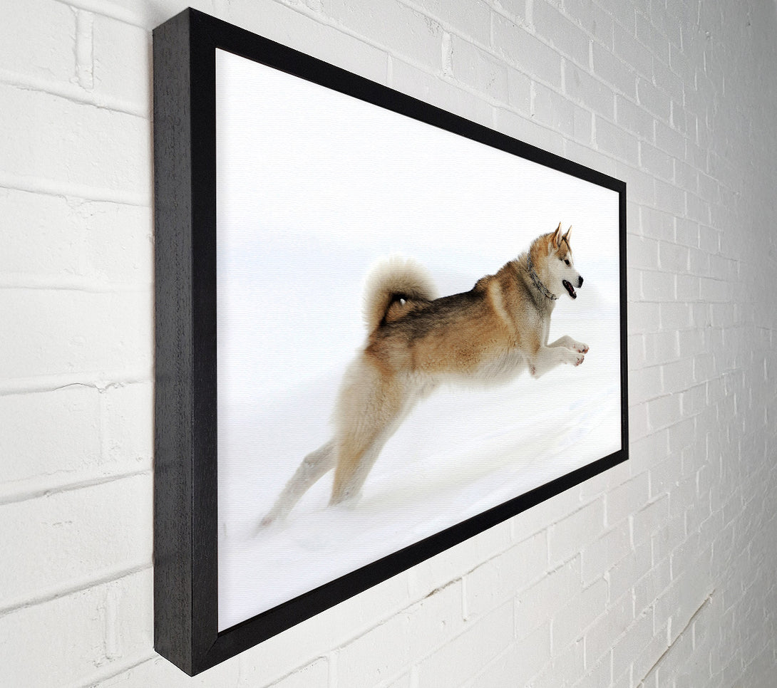  A Canvas Print of Husky Dog Snow Play Canvas Wall Art