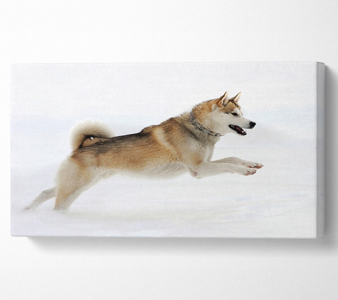  A Canvas Print of Husky Dog Snow Play Canvas Wall Art