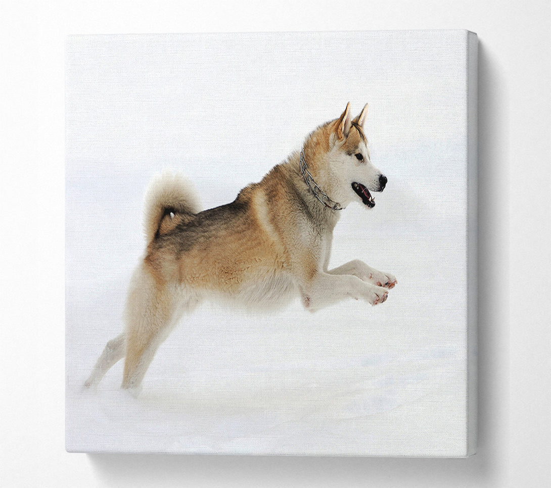  A Canvas Print of Husky Dog Snow Play Canvas Wall Art