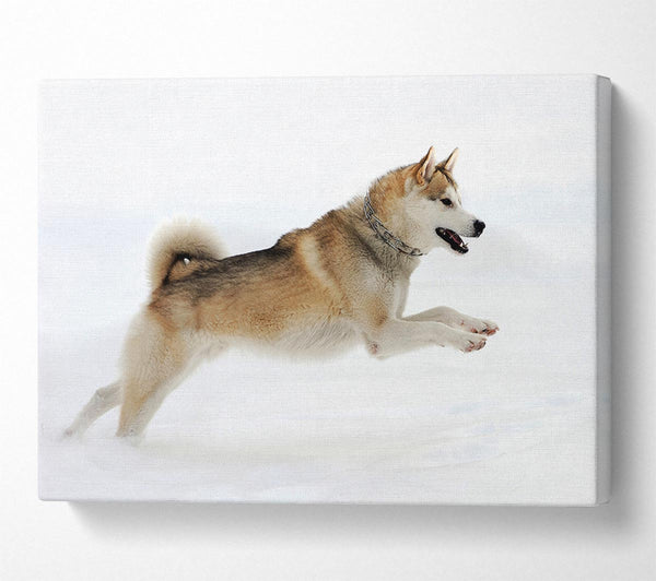  A Canvas Print of Husky Dog Snow Play Canvas Wall Art