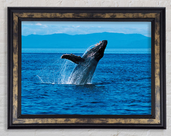 Whale Ocean Jump Framed Print