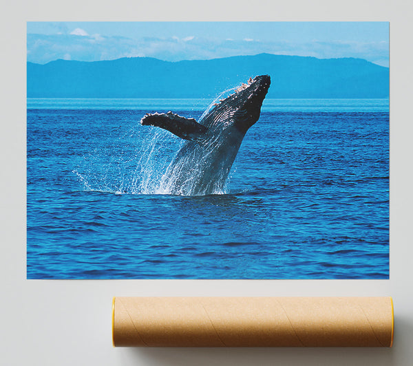 Whale Ocean Jump Poster