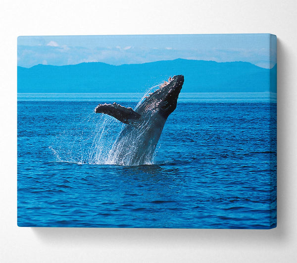  A Canvas Print of Whale Ocean Jump Canvas Wall Art