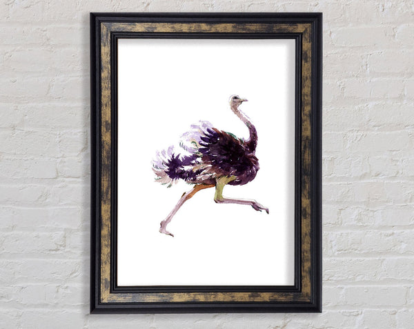 Ostrich Run Framed Print