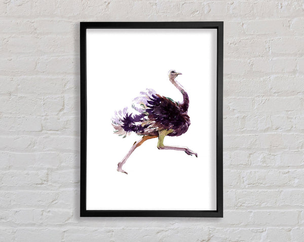 Ostrich Run Framed Print