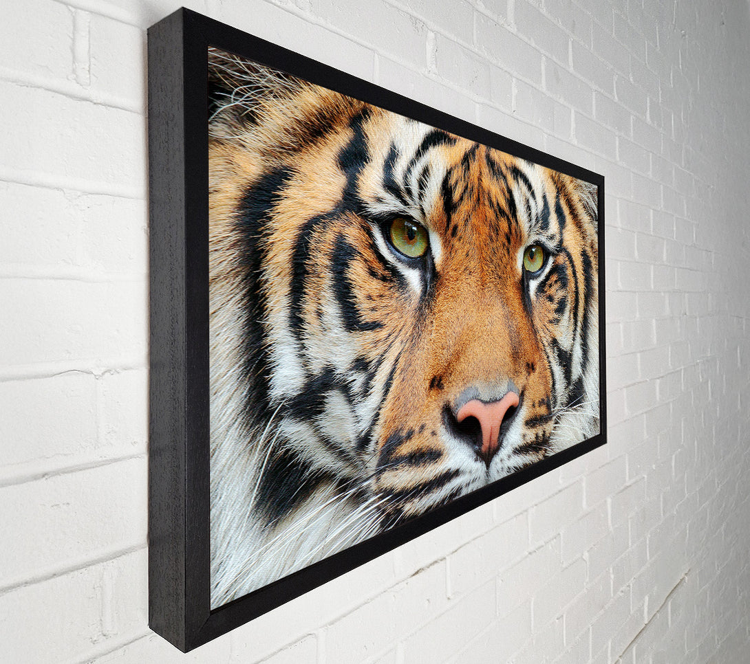  A Canvas Print of Tiger Beauty Canvas Print