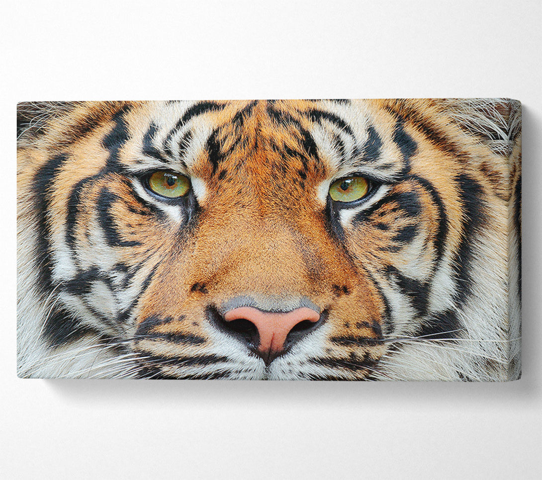  A Canvas Print of Tiger Beauty Canvas Print
