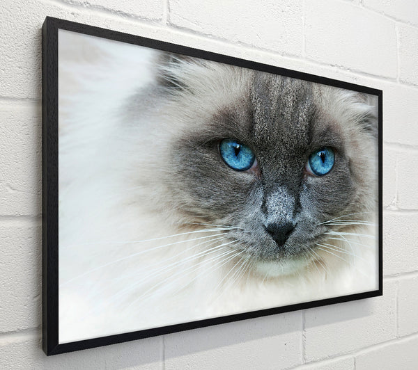 Ragdoll Cat Face