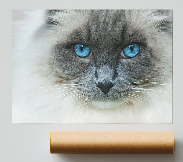 Ragdoll Cat Face Print