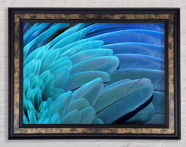 Parrot Feathers Framed Print