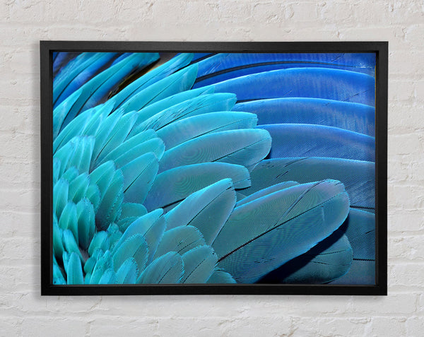 Parrot Feathers Framed Print