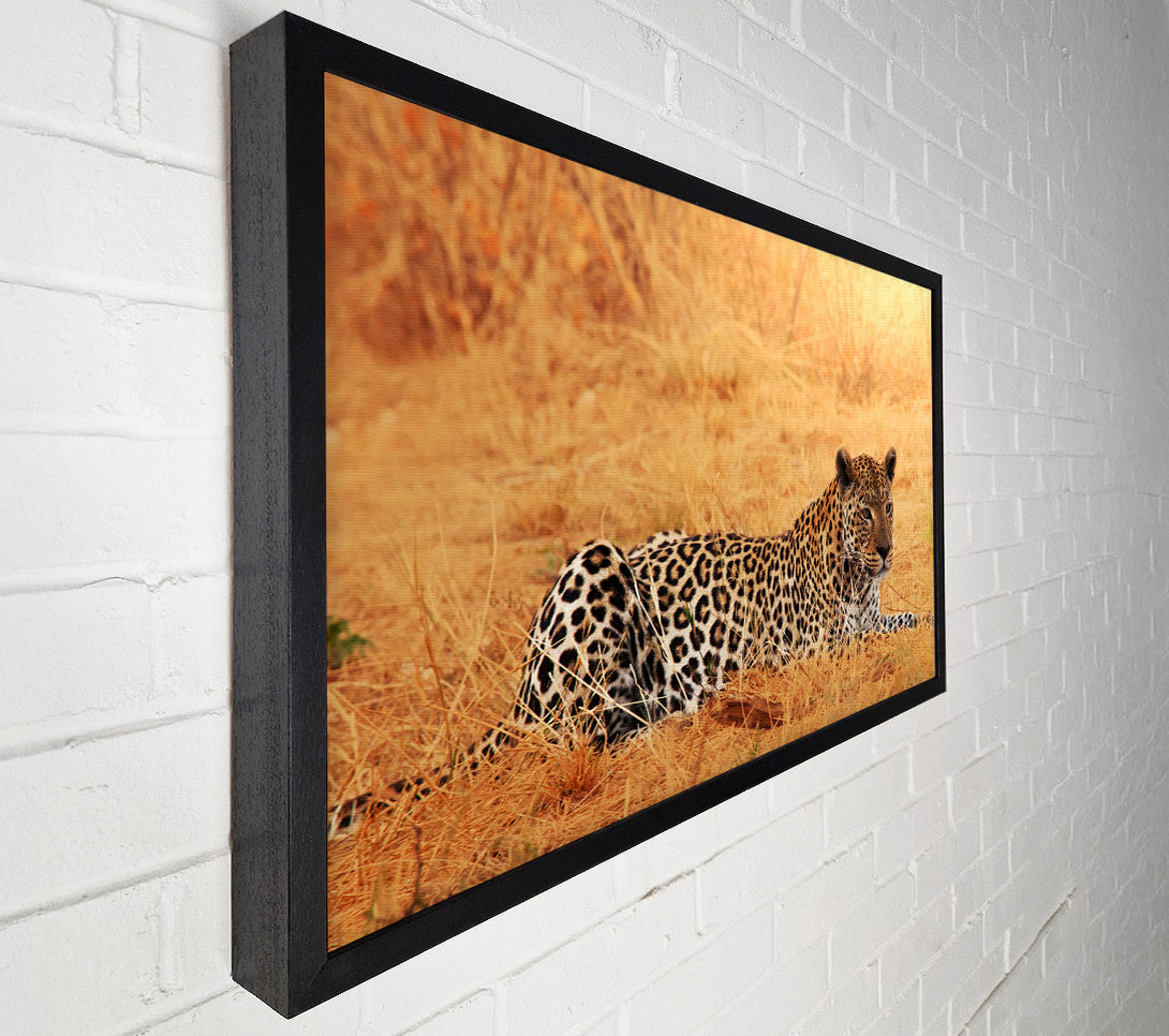  A Canvas Print of Leopard Waiting Canvas Print
