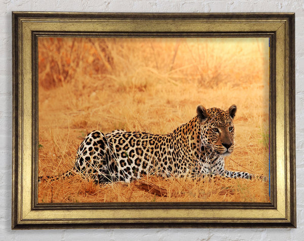 Leopard Waiting Framed Print