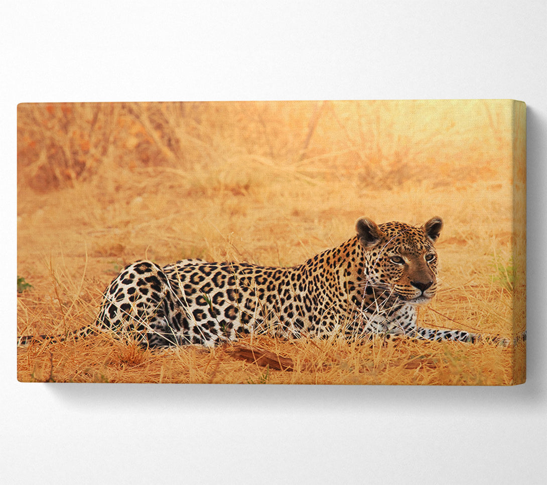  A Canvas Print of Leopard Waiting Canvas Print