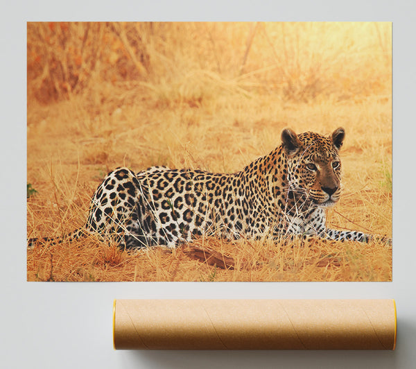 Leopard Waiting Giclee Print