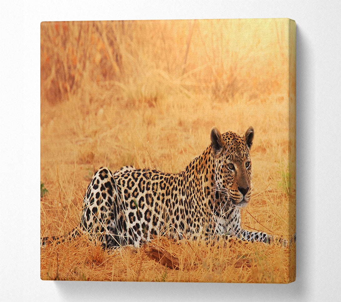  A Canvas Print of Leopard Waiting Canvas Print