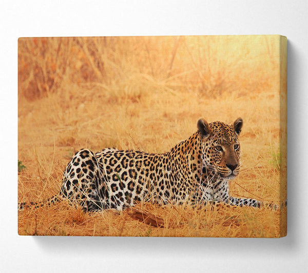  A Canvas Print of Leopard Waiting Canvas Print