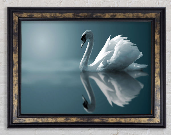Swan Reflections Framed Print