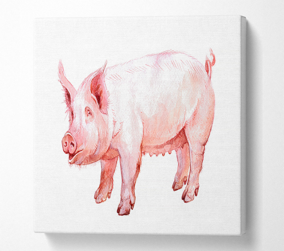  A Canvas Print of Mother Pig Canvas Print