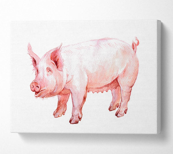  A Canvas Print of Mother Pig Canvas Print
