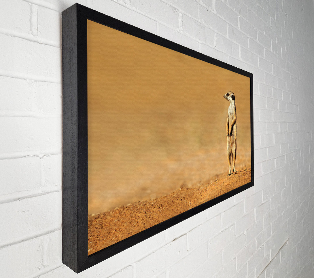  A Canvas Print of Meerkat Lost Canvas Print