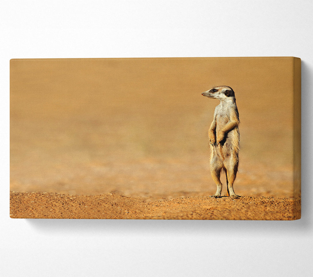  A Canvas Print of Meerkat Lost Canvas Print