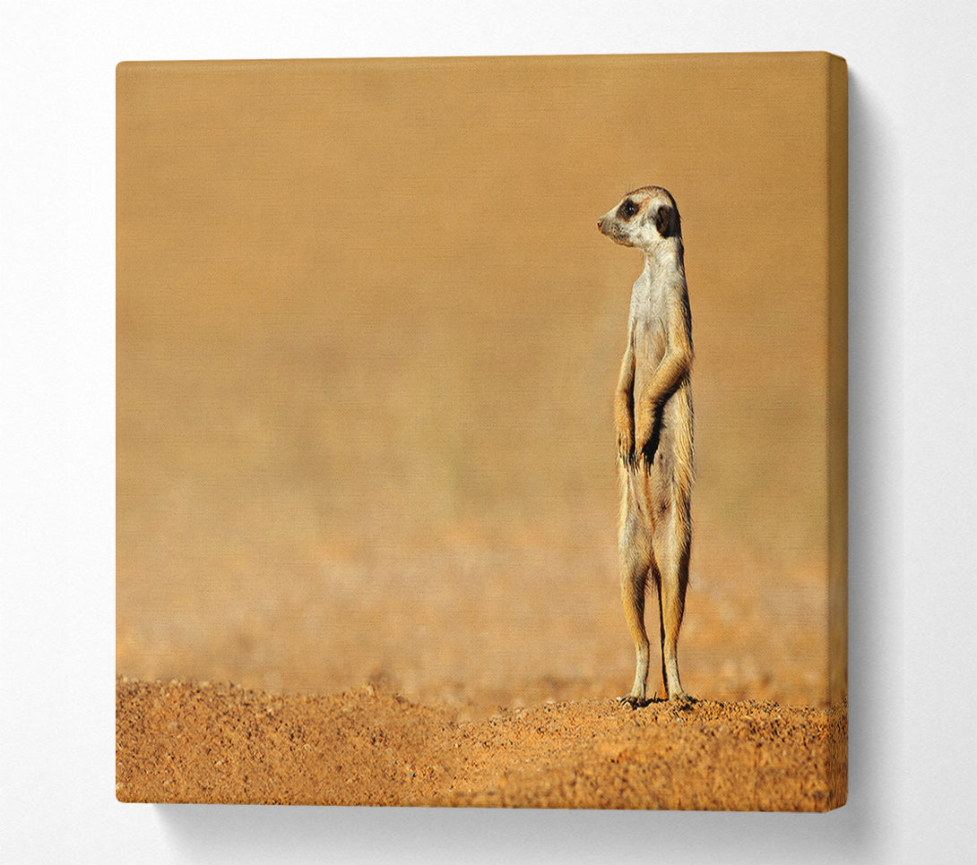  A Canvas Print of Meerkat Lost Canvas Print