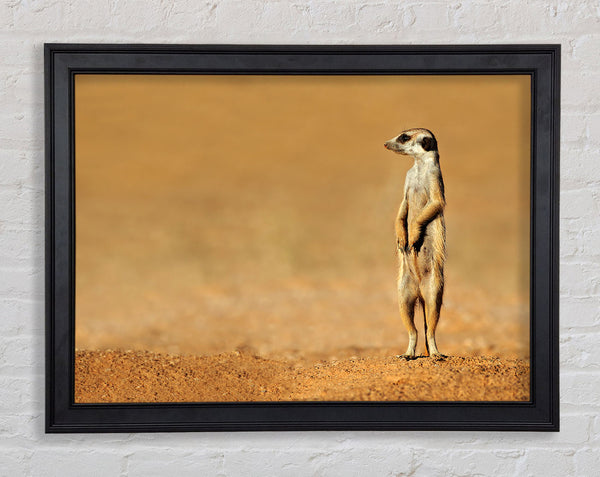 Meerkat Lost Framed Print