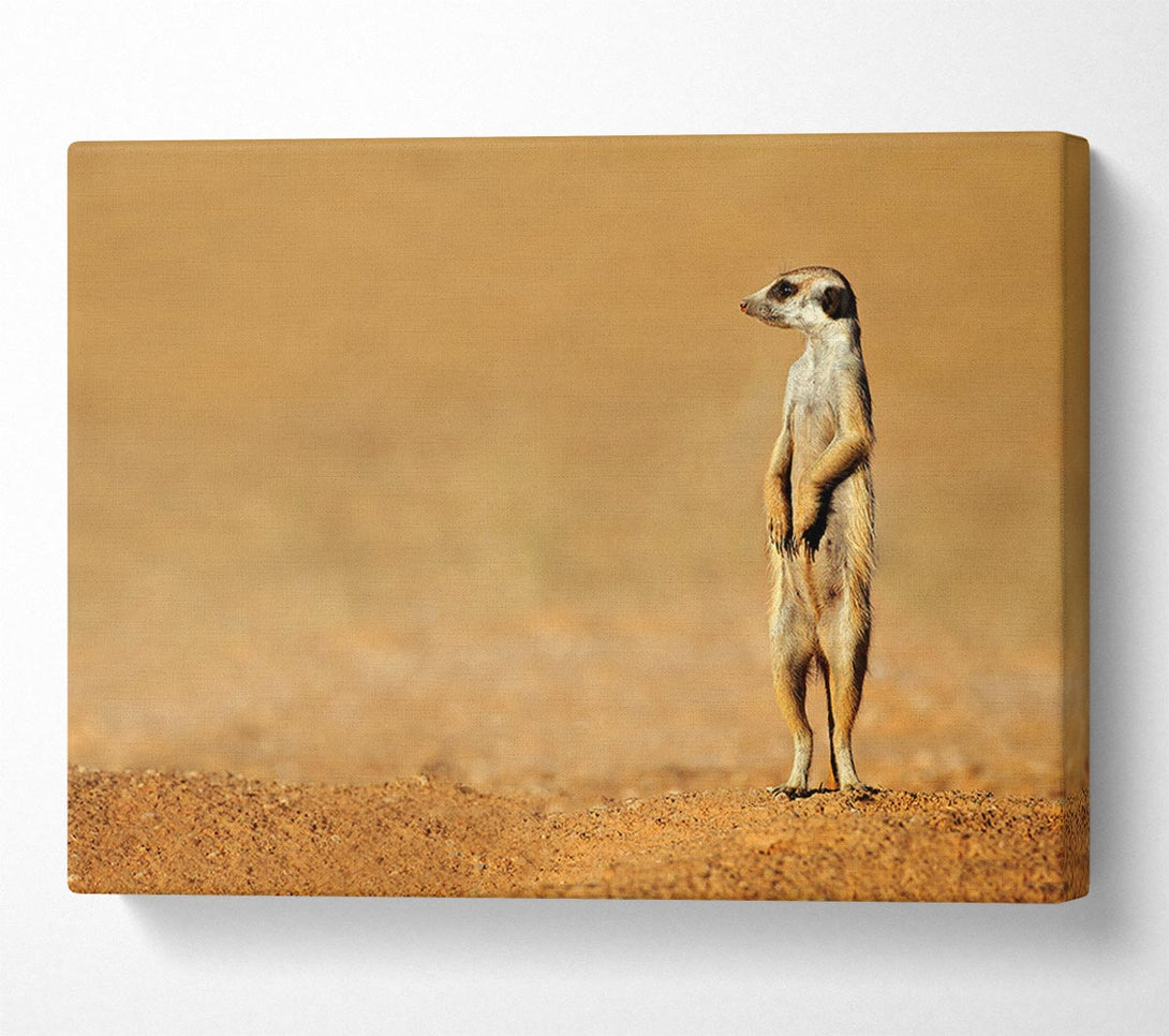  A Canvas Print of Meerkat Lost Canvas Print