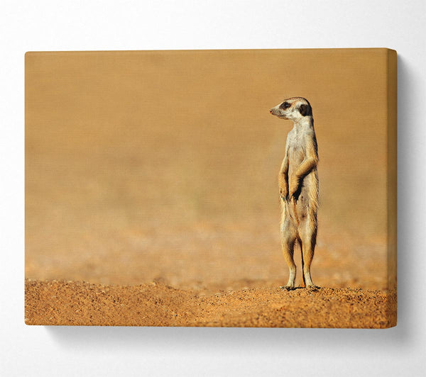  A Canvas Print of Meerkat Lost Canvas Print