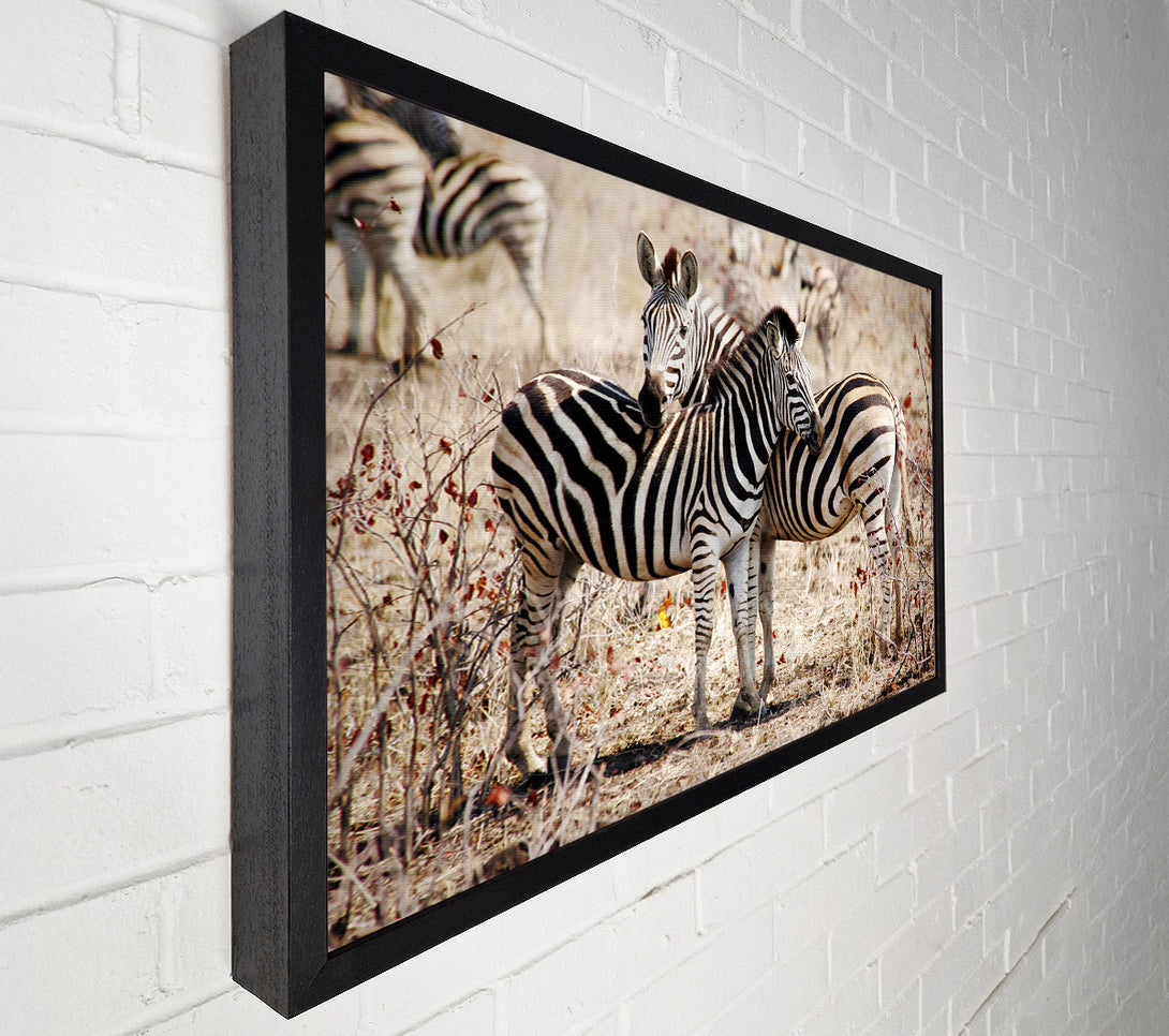  A Canvas Print of Zebra Love Canvas Print