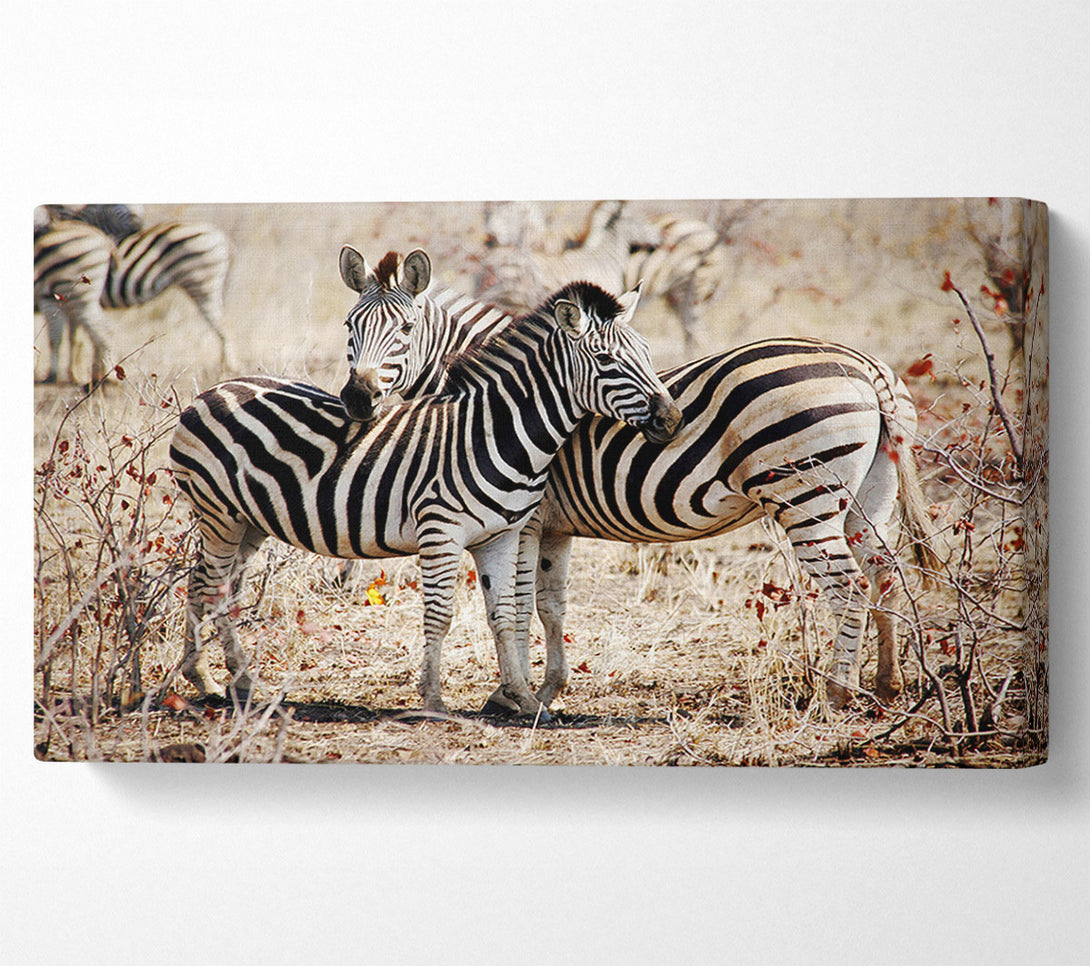  A Canvas Print of Zebra Love Canvas Print