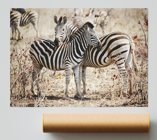 Zebra Love Giclee Print