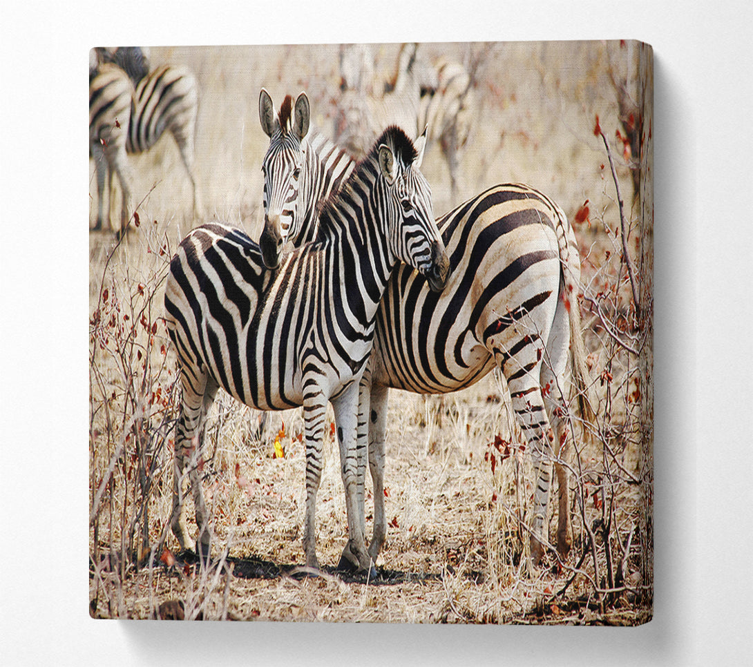  A Canvas Print of Zebra Love Canvas Print