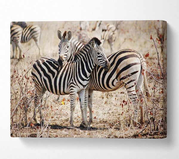 A Canvas Print of Zebra Love Canvas Print